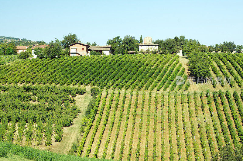 Modena Castelvetro的Lambrusco vineyard。意大利。